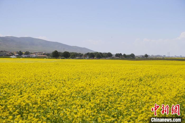 圖為青海湖畔油菜花海?！●R銘言 攝