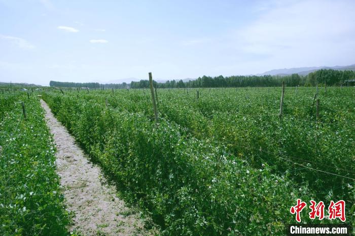 天祝縣高原綠色(有機(jī))蔬菜基地種植的食用莢豆。　闕道華 攝