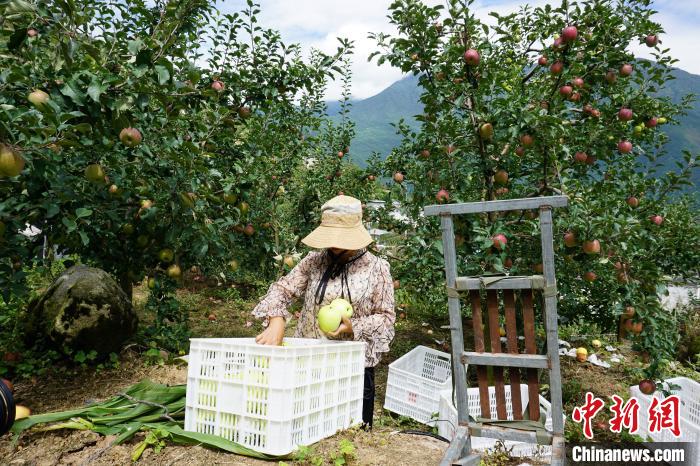 郭洪強(qiáng)的老伴正在給蘋果裝箱?！∽g 攝