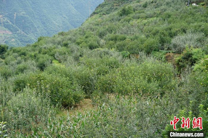 黃草坪村蘋果基地?！∽g 攝