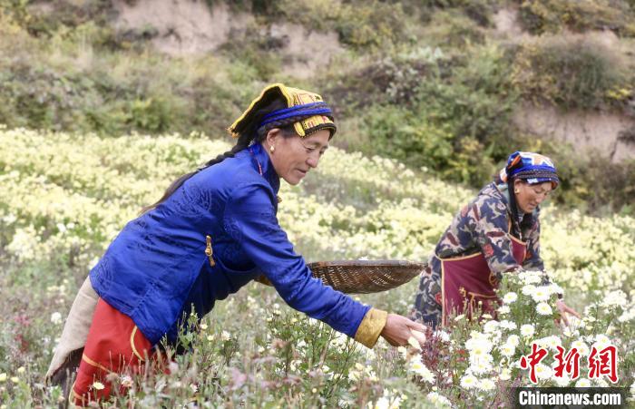 黑水村民在采摘杭白菊。桐鄉(xiāng)市宣傳部提供
