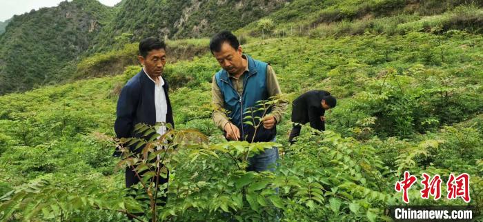 圖為張金利調(diào)研適合阿拉村種植的農(nóng)作物，經(jīng)過(guò)不斷改良技術(shù)后，產(chǎn)量大大提高。(資料圖)甘肅省水利廳供圖