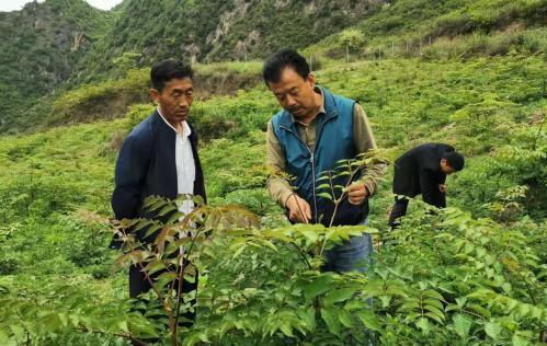 圖為張金利調(diào)研適合阿拉村種植的農(nóng)作物，經(jīng)過不斷改良技術(shù)后，產(chǎn)量大大提高。(資料圖)甘肅省水利廳供圖
