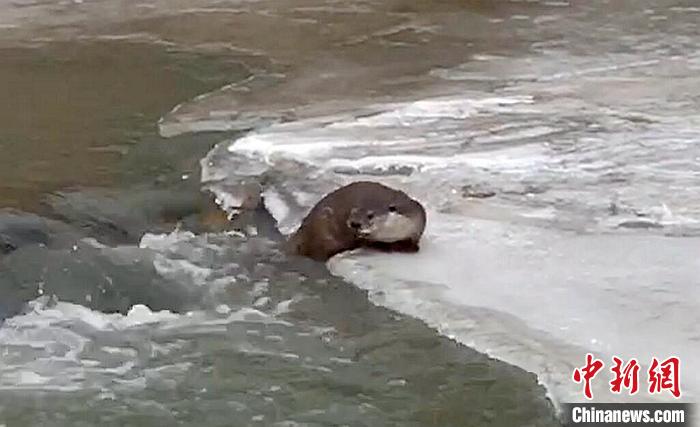 冰面上的國家二級保護動物小爪水獺。視頻截圖