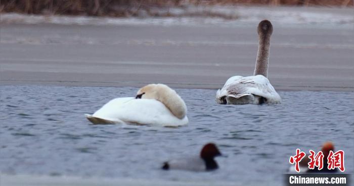 圖為疣鼻天鵝水面休憩。　青海國(guó)家公園觀鳥(niǎo)協(xié)會(huì)供圖 攝