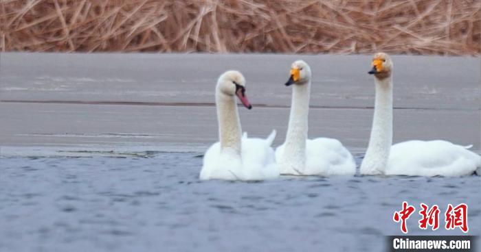 圖為疣鼻天鵝與大天鵝。　青海國(guó)家公園觀鳥(niǎo)協(xié)會(huì)供圖 攝
