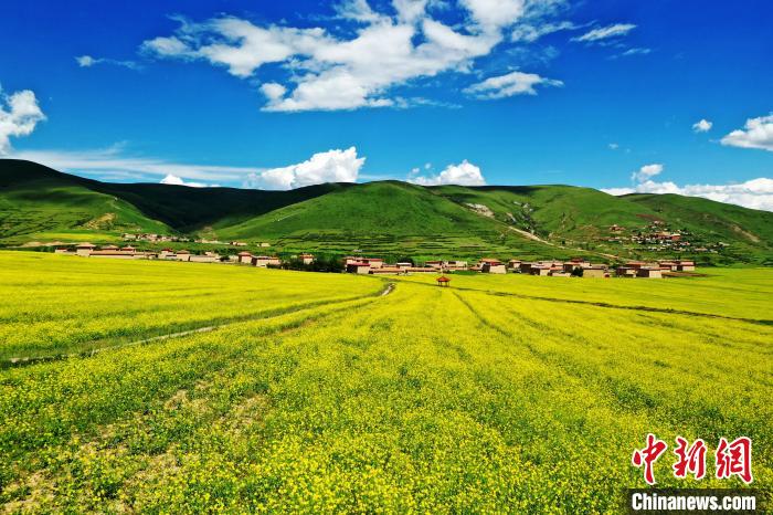 四川阿壩：萬(wàn)畝高原油菜花引游人