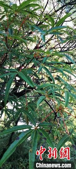 被稱為植物界“大熊貓”的五小葉槭植物?！】刀ㄊ形麄鞑抗﹫D