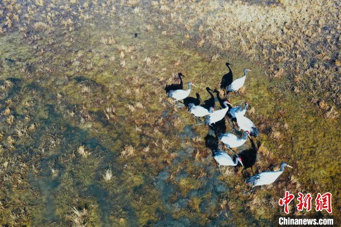 圖為黑頸鶴群在濕地中曬太陽(yáng)?！】姥?攝