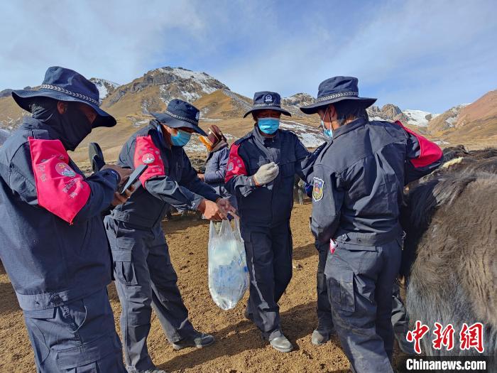 圖為義警隊員協助工作人員為牦牛接種疫苗?！∏嗪９逯莠斍呖h公安局下大武派出所供圖