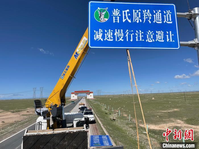 圖為青海省海北州剛察縣設(shè)立的普氏原羚通道警示牌?！∏嗪Ｊ『１敝萑嗣駲z察院供圖