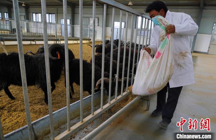圖為飼養(yǎng)員給黑藏羊喂食?！●R銘言 攝