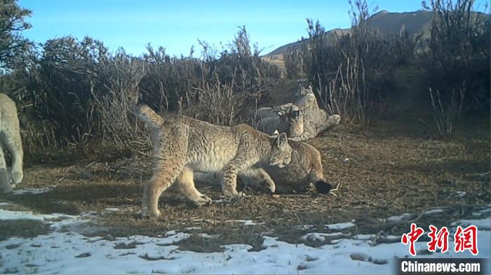 圖為紅外相機拍攝到的猞猁?！∑钸B山國家公園青海省管理局供圖