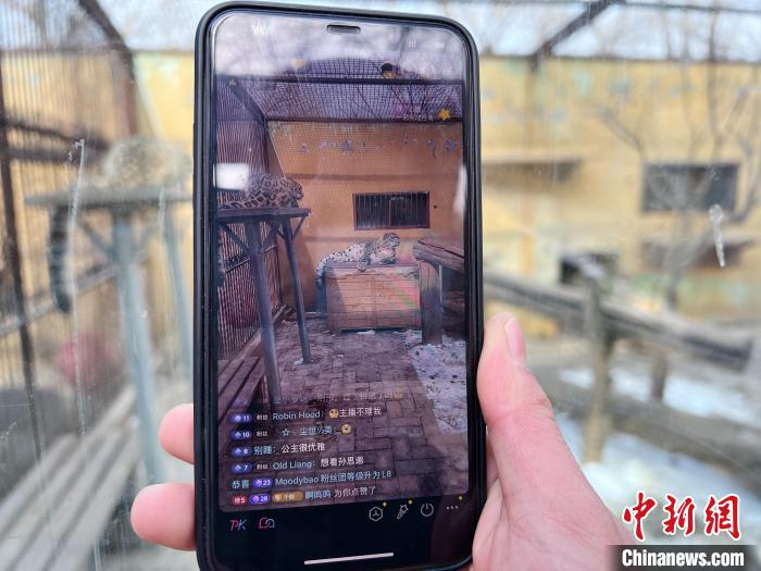 圖為雪豹“奶爸”史壽軍正在直播?！●R銘言 攝