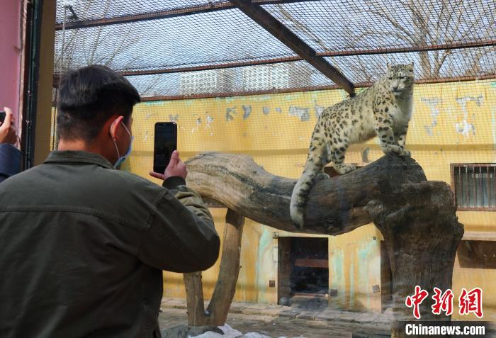 圖為雪豹“奶爸”史壽軍正在直播?！●R銘言 攝