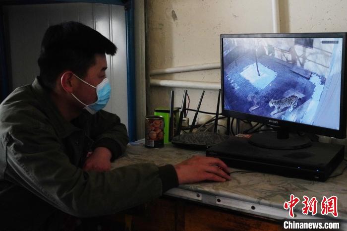 圖為雪豹“奶爸”史壽軍通過監(jiān)控察看雪豹情況?！●R銘言 攝