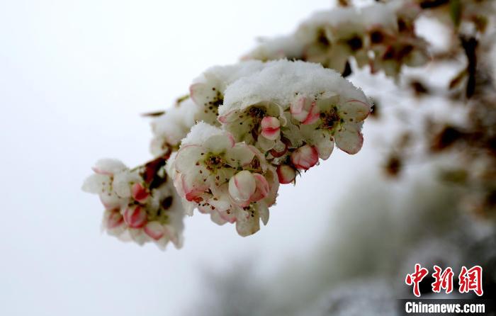 花兒被冰雪覆蓋?！±钣腊?　攝