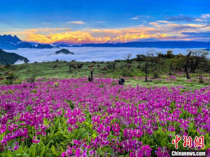 春天的牛背山花海?！∮稳仄?攝