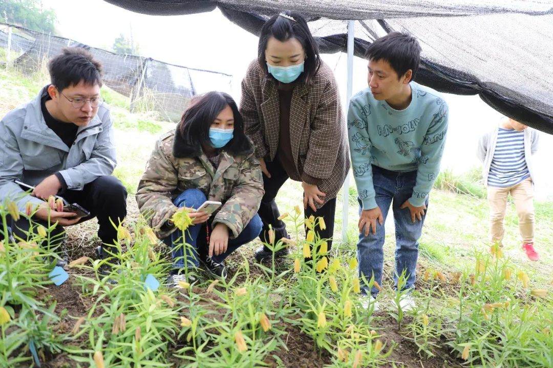 彭州對(duì)口支援工作組隊(duì)項(xiàng)目組查看瓦布貝母種植情況。彭州市宣傳部供圖