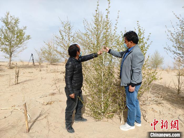 柴達木盆地的護林員：守護，只為那一片綠