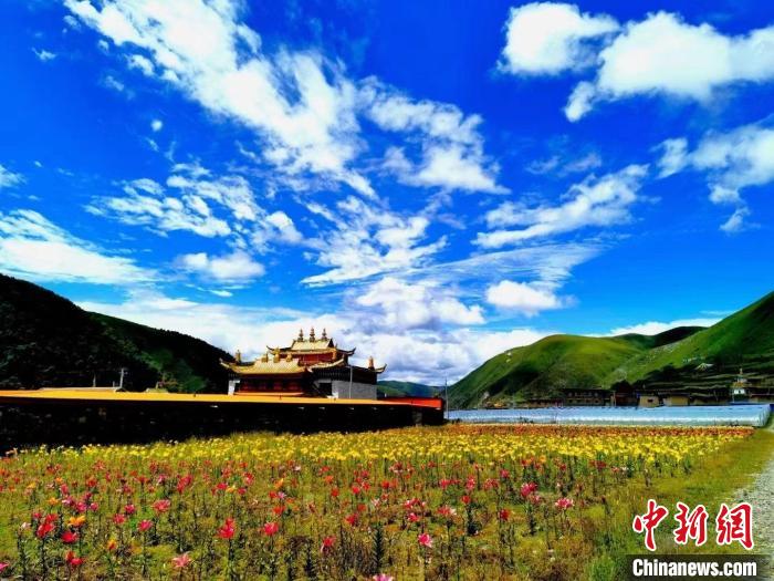 近百畝百合花競相開放，景色誘人?！∪捞量h委宣傳部供圖