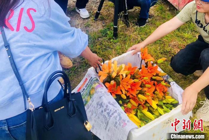 村民采摘百合花?！∪捞量h委宣傳部供圖