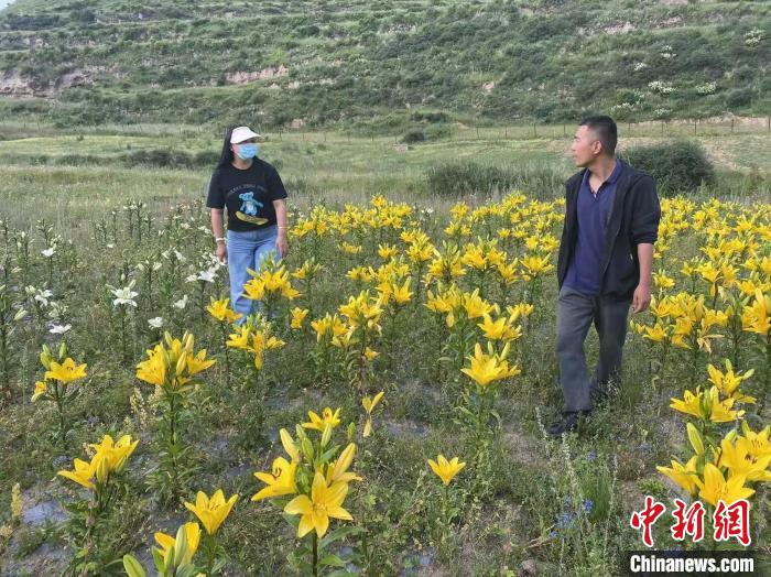 村民采摘百合花?！∪捞量h委宣傳部供圖