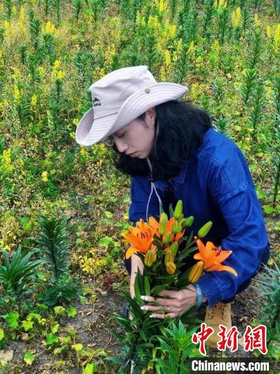 村民采摘百合花。　壤塘縣委宣傳部供圖