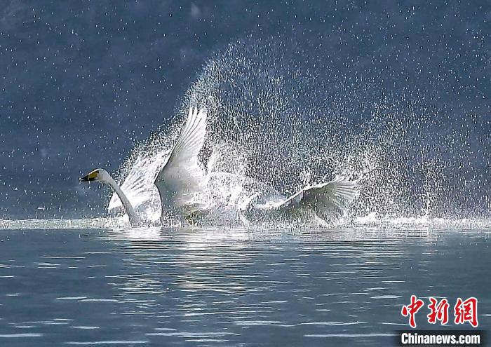 圖為大天鵝在水中嬉戲?！?yán)桉 攝