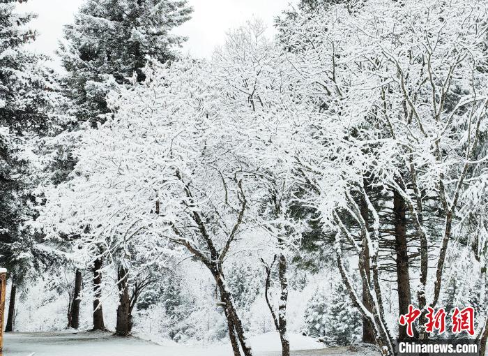大熊貓國家公園王朗片區(qū)春雪如畫，宛若仙境。　羅春平 攝