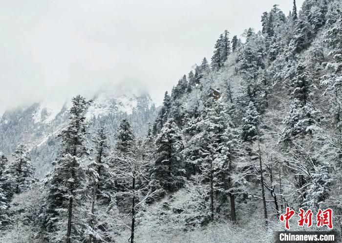 大熊貓國家公園王朗片區(qū)春雪如畫，宛若仙境?！×_春平 攝