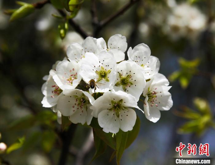 圖為盛開的梨花?！∑钤鲚?攝