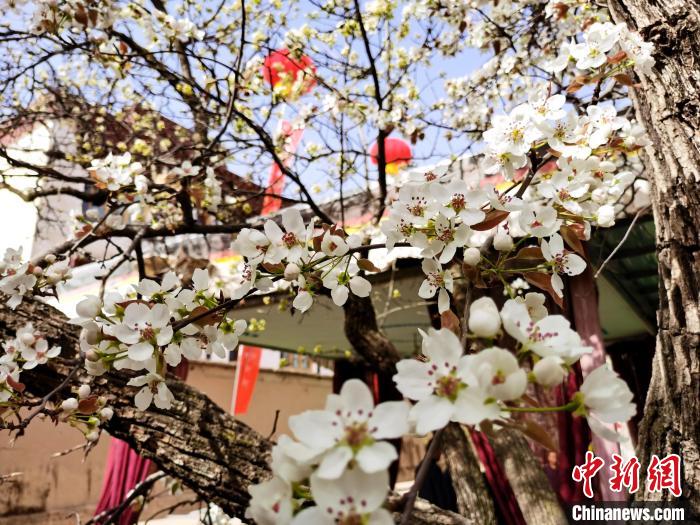 青海尖扎噶達莊園：百年“后花園”梨花盛開，舉目皆春色
