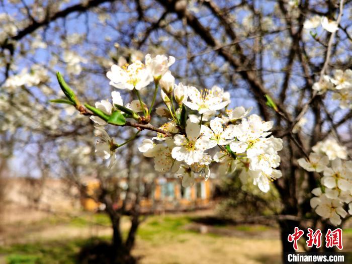 圖為梨花?！?zhí)砀?攝