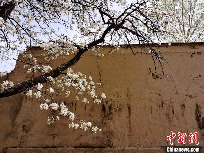 圖為一面土墻旁邊的梨花?！?zhí)砀?攝