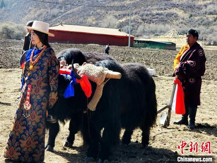 圖為藏族民眾牽著耕牛參加春耕儀式?！⊥觖惿?供圖