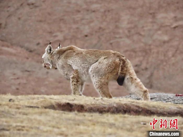 圖為三江源國家公園長江源園區(qū)內(nèi)的野生猞猁?！「窦?攝