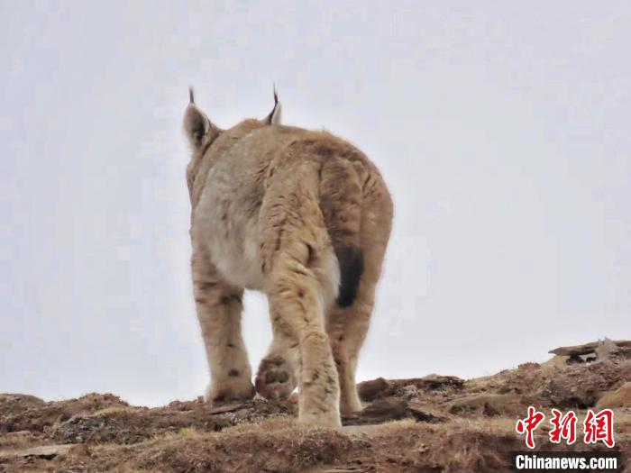 圖為三江源國家公園長江源園區(qū)內(nèi)的野生猞猁?！「窦?攝