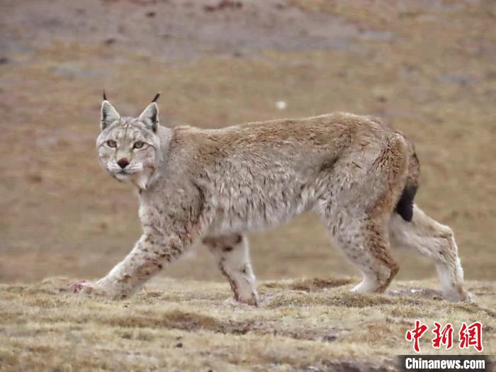 圖為三江源國家公園長江源園區(qū)內(nèi)的野生猞猁?！「窦?攝