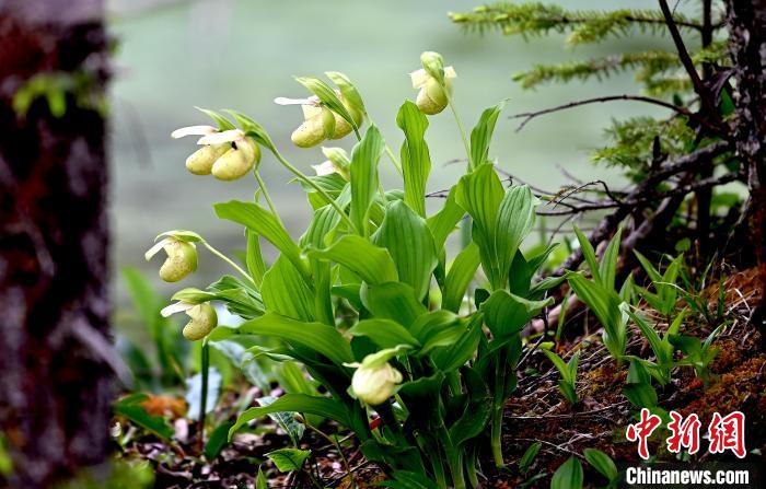 黃龍景區(qū)高山蘭花盛開?！“苍?攝