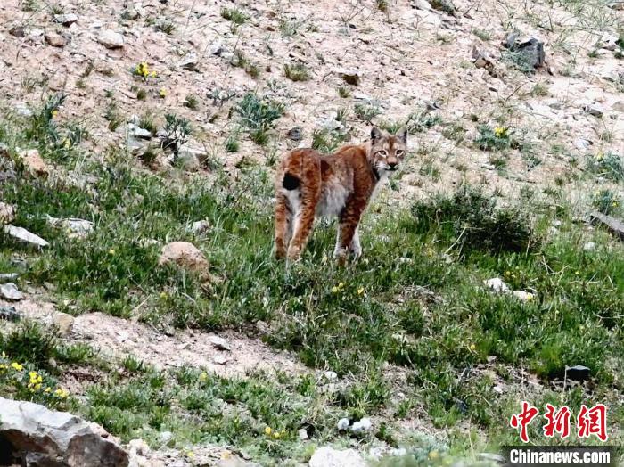 圖為猞猁回眸。　向文軍 攝