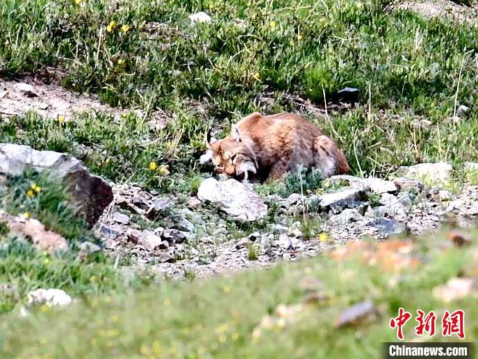 圖為猞猁正在進(jìn)食?！∠蛭能?攝