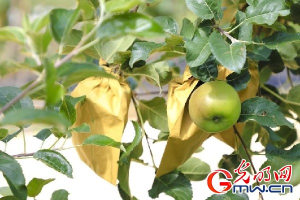 我們的家園｜小蘋(píng)果帶動(dòng)大產(chǎn)業(yè)，帶你看看這座阿壩州小村的鄉(xiāng)村振興新模式