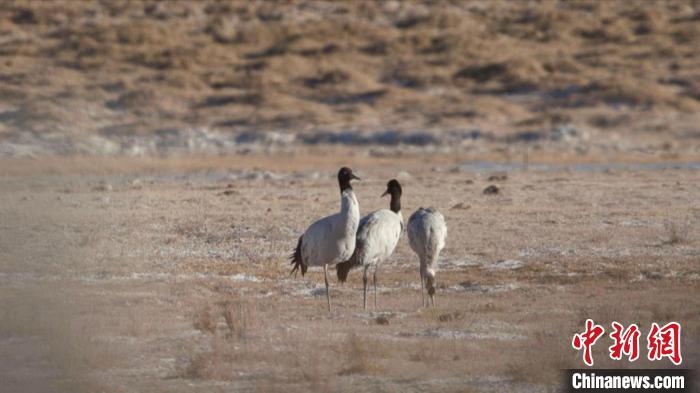 珍稀鳥類黑頸鶴、灰鶴現(xiàn)身青海格爾木