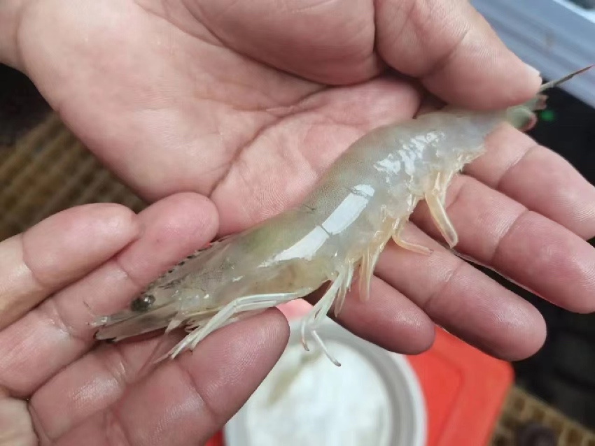 康定市魚(yú)通鎮(zhèn)趕羊村培育成功的蝦。受訪者供圖