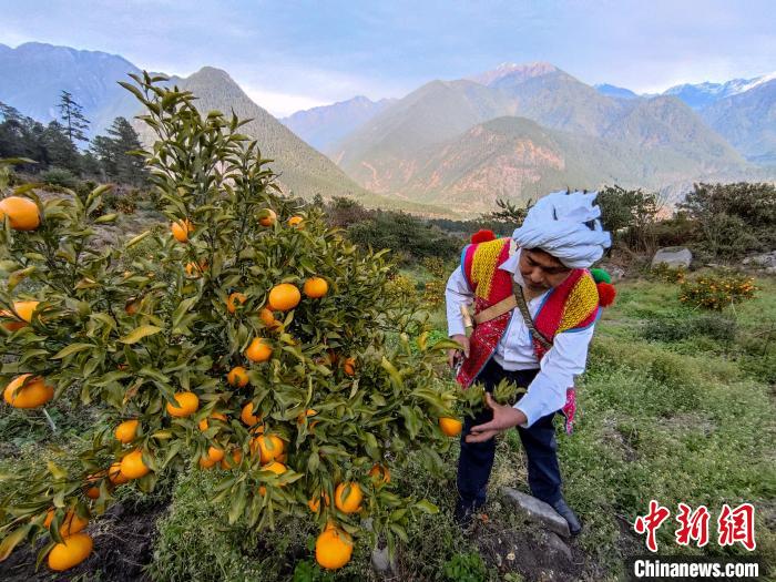 林芝下察隅鎮(zhèn)京都村101畝耙耙柑豐收。　江飛波 攝