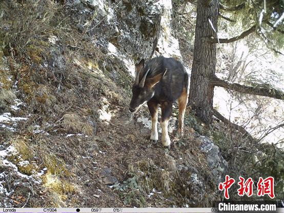 圖為相同位點(diǎn)記錄到的國家二級重點(diǎn)保護(hù)野生動(dòng)物—中華鬣羚?！≈袊茖W(xué)院昆明動(dòng)物研究所提供