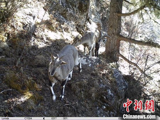 圖為相同位點(diǎn)記錄到的雪豹主要獵物—巖羊?！≈袊茖W(xué)院昆明動(dòng)物研究所提供
