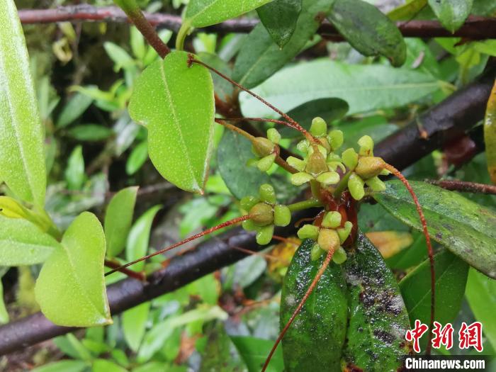 圖為折萼杜鵑果實(shí)圖?！≈锌圃豪ッ髦参镅芯克峁? oldsrc=