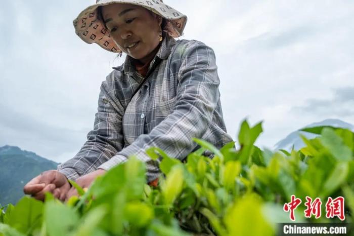 圖為墨脫縣背崩鄉(xiāng)門巴族民眾采摘茶葉。